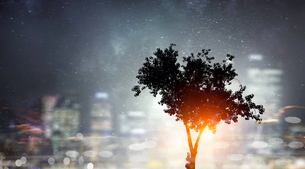 Albero solitario di notte — Foto Stock