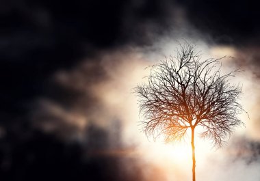 Yalnız ölü ağaç