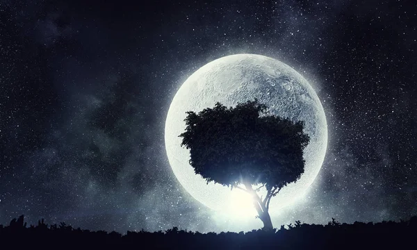Gecede yalnız ağaç — Stok fotoğraf