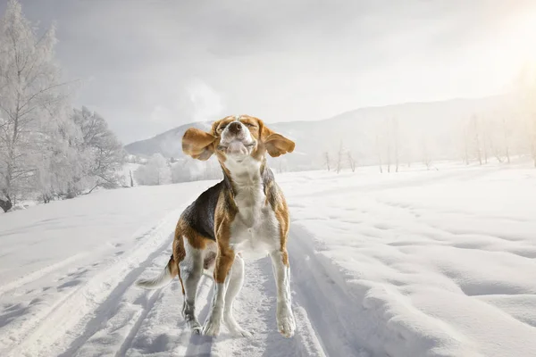 Beagle dog at walk. Mixed media — Stock Photo, Image