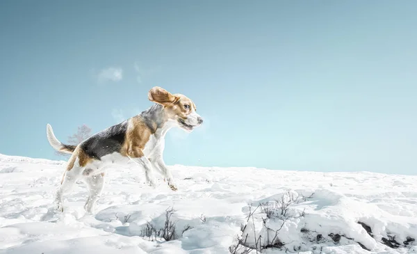 Beagle dog playing in snow — Stock Photo, Image