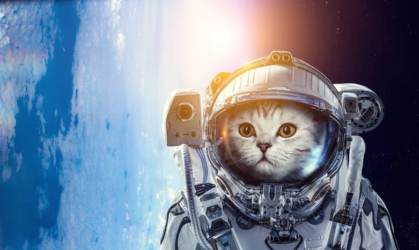 Gatinho Alienígena Com Três Olhos Cinza Imagem de Stock - Imagem