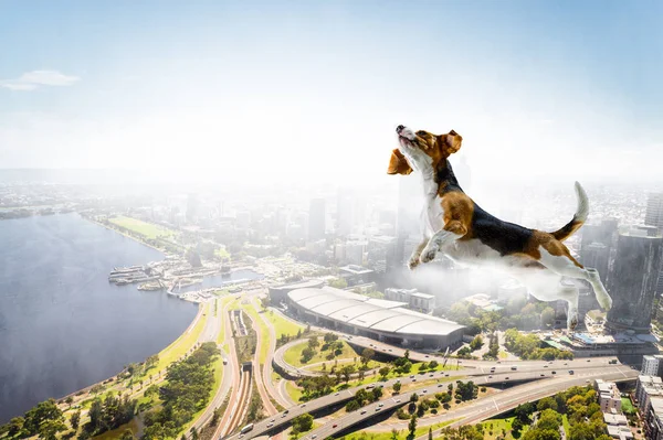 Ο σκύλος πετάει στον ουρανό. Μεικτά μέσα — Φωτογραφία Αρχείου