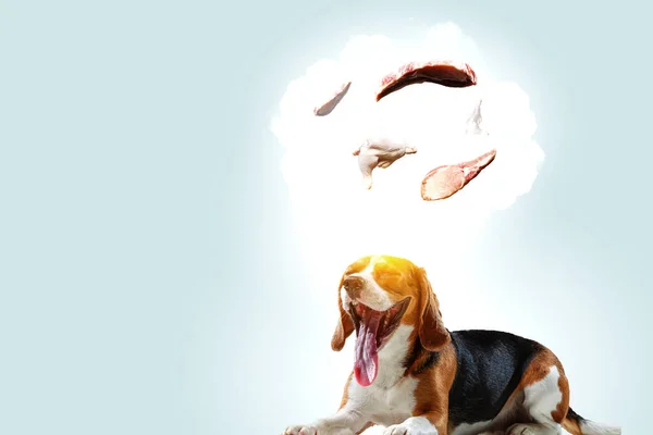 Αστεία όνειρα σκύλος. Μικτή τεχνική — Φωτογραφία Αρχείου