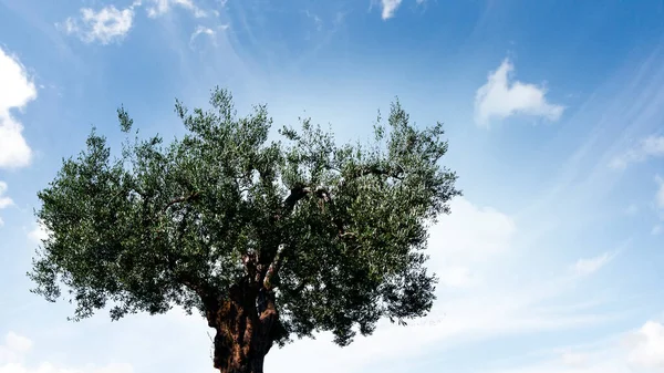 Image of tree and landscape — Stock Photo, Image