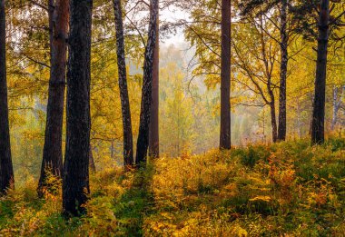 Sibirya Tayga sonbahar günbatımı.