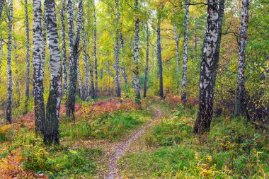 Yaprak sonbaharda. Rusya. Sibirya.