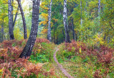 Yaprak sonbaharda. Rusya. Sibirya.