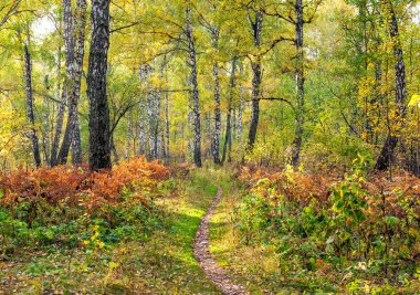 Yaprak sonbaharda. Rusya. Sibirya.