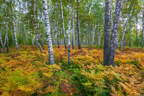 Herbstwald. Russland. Sibirien. — Stockfoto