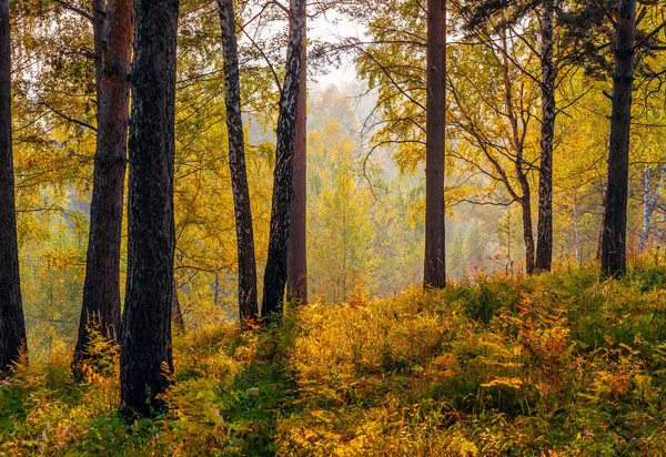 Herbstsonnenuntergang in der sibirischen Taiga. — Stockfoto