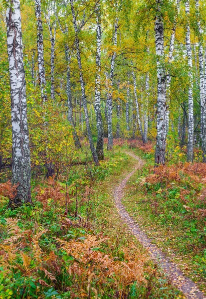 Autumn forest. Russia. Siberia. — Stock Photo, Image
