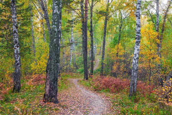 Sonbahar orman. Rusya. Sibirya.