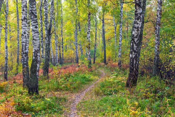 Yaprak sonbaharda. Rusya. Sibirya.