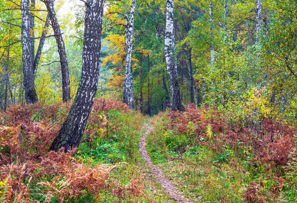 Yaprak sonbaharda. Rusya. Sibirya.