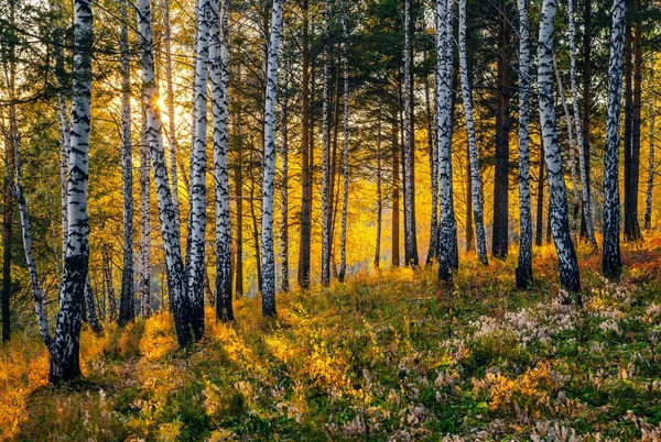 Herfst zonsondergang in de Siberische taiga. — Stockfoto