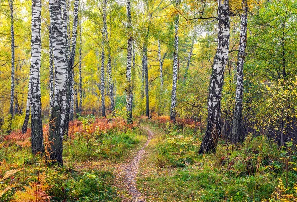 Herfst in het forest berk. — Stockfoto