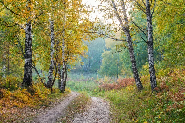 Floresta de outono. A Rússia. Sibéria . Fotografia De Stock