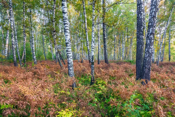 Floresta de outono. A Rússia. Sibéria . Imagem De Stock