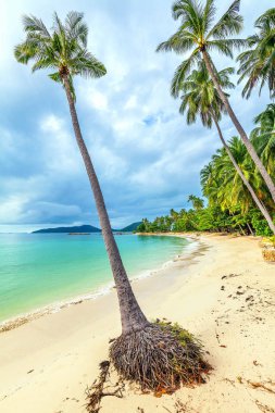 Tropikal bir Bang Khao Beach Koh Samui Tayland.