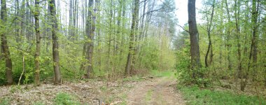 Gree yolda orman bahar ağaçlar