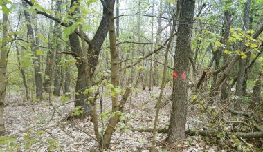 Marker kırmızı ormanda