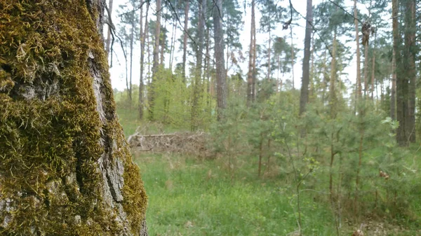 Trozo de tronco viejo en el bosque —  Fotos de Stock