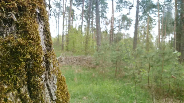 Vieux tronc de souche d'arbre dans la forêt — Photo