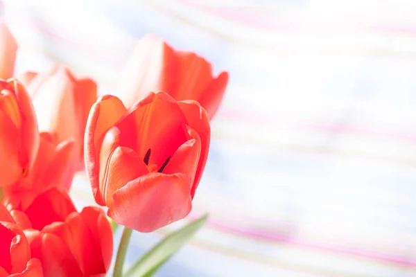 Аромат красных тюльпанов, выделенных на цветном фоне — стоковое фото