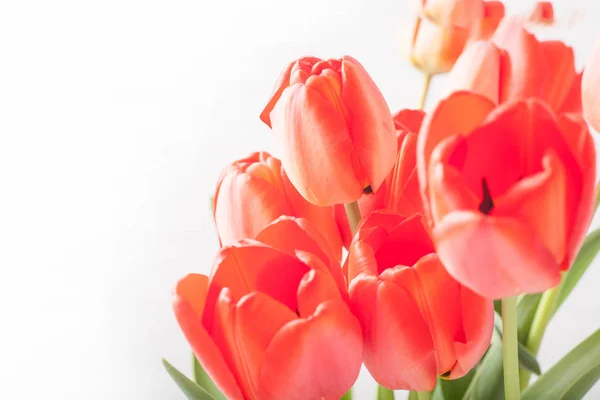 Аромат красных тюльпанов, выделенных на белом фоне с правой стороны крупным планом — стоковое фото