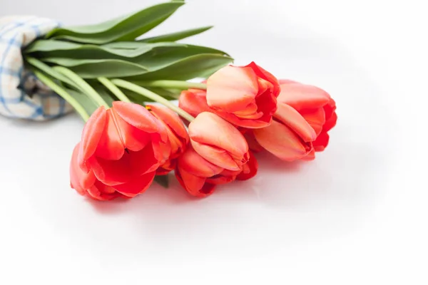 Аромат красных тюльпанов изолирован и лежит на белом фоне — стоковое фото