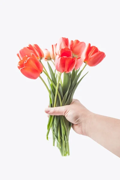 Аромат красных тюльпанов в руке на белом фоне — стоковое фото