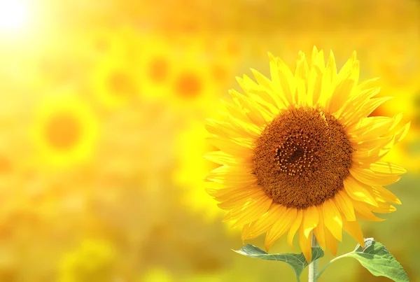 Girasoles sobre fondo soleado borroso —  Fotos de Stock