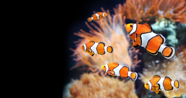 Морские анемоны и рыбы-клоуны — стоковое фото