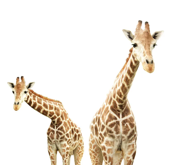 Duas girafas. Isolado sobre fundo branco — Fotografia de Stock