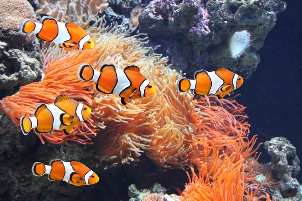Sea anemone and clown fish — Stock Photo, Image
