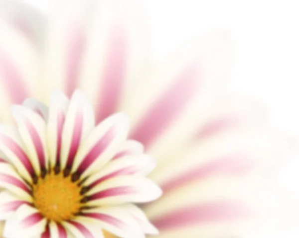 Blurred background with flower — Stock Photo, Image