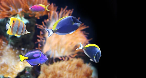 Víz alatti táj, a trópusi halak — Stock Fotó