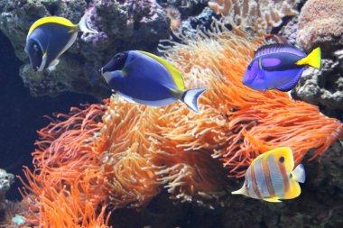 tropikal balık ile sualtı sahne