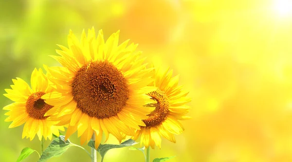 Floarea-soarelui pe fundal însorit neclar — Fotografie, imagine de stoc
