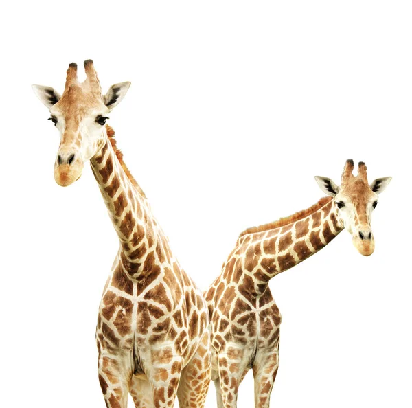 Two giraffes. Isolated on white background — Stock Photo, Image