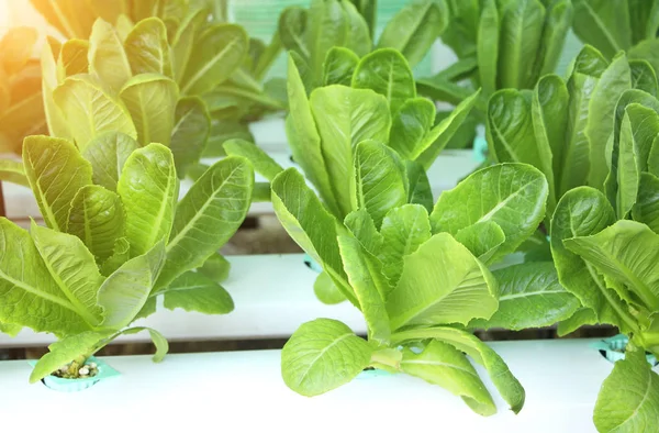 Green lettuce salad in hydroponic farm — Stock Photo, Image