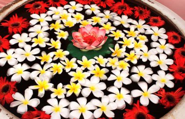 Plumeria ve lotus çiçekleri su