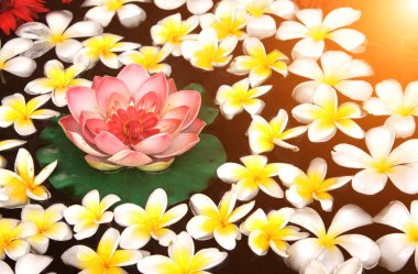 Plumeria ve lotus çiçekleri su