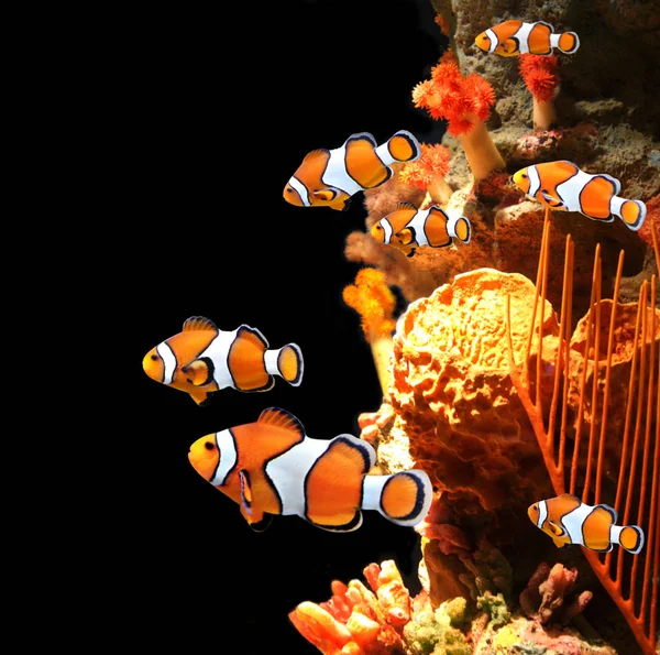 Coraux de mer et poissons clowns — Photo