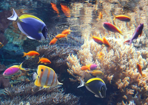 Подводная сцена с тропическими рыбами — стоковое фото