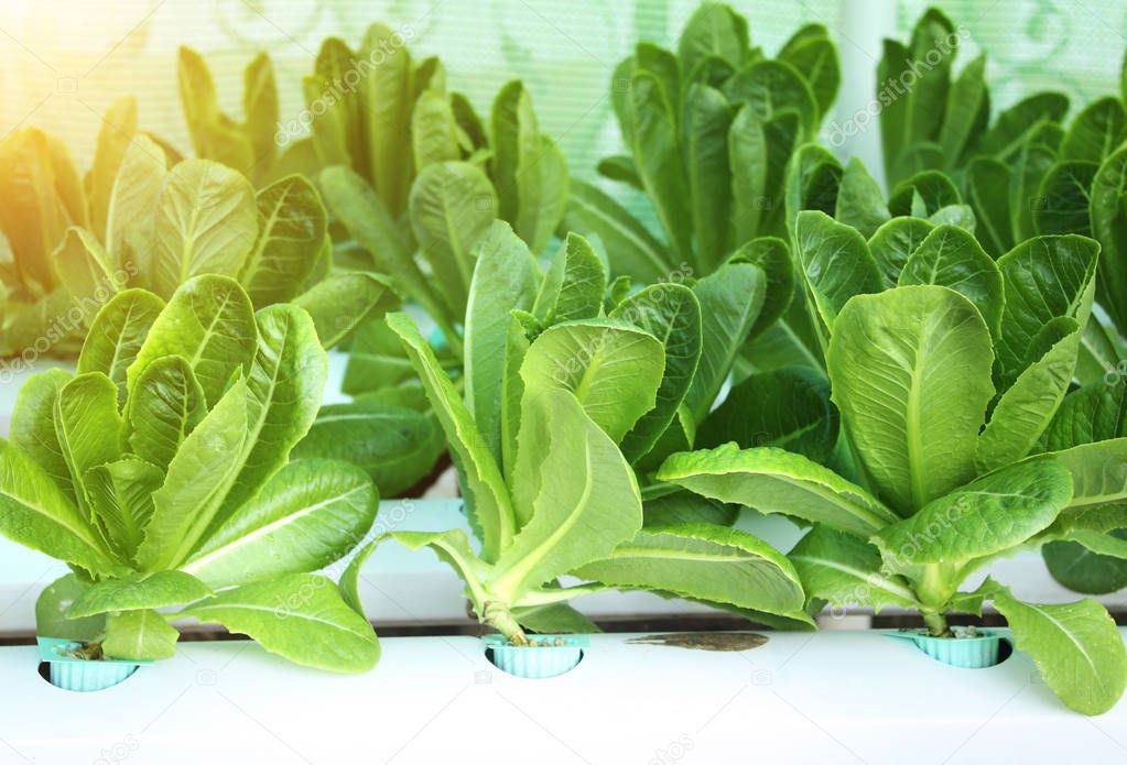 Green lettuce salad in hydroponic farm