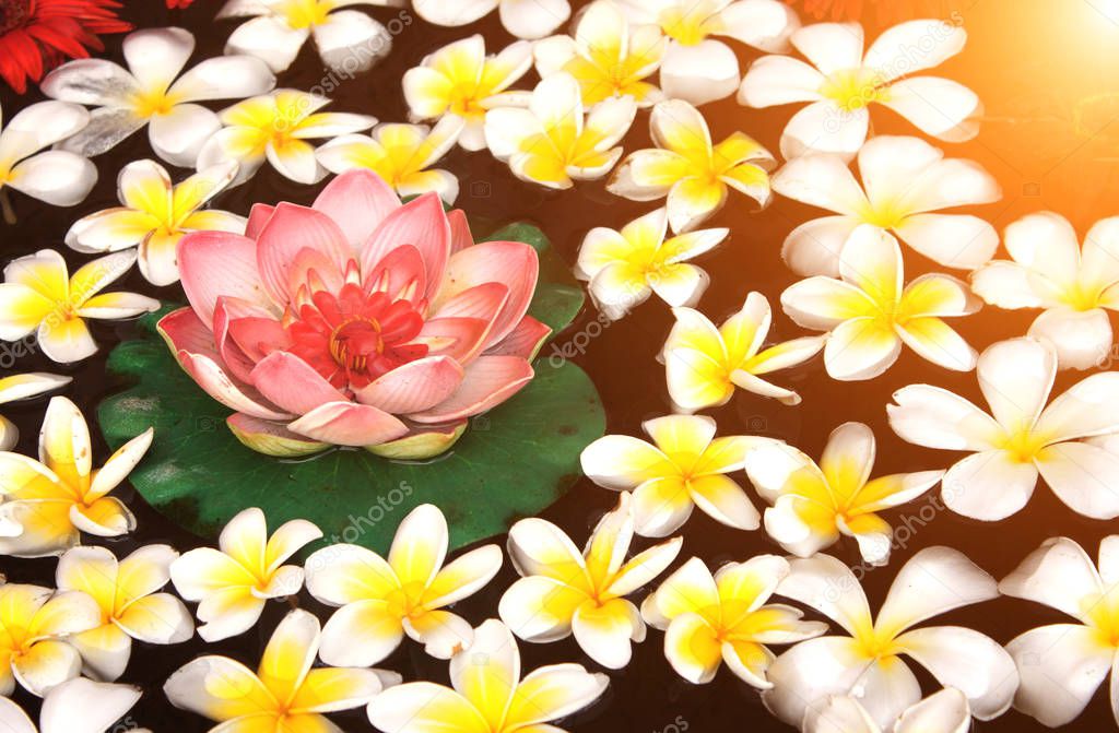 Plumeria and lotus flowers in water