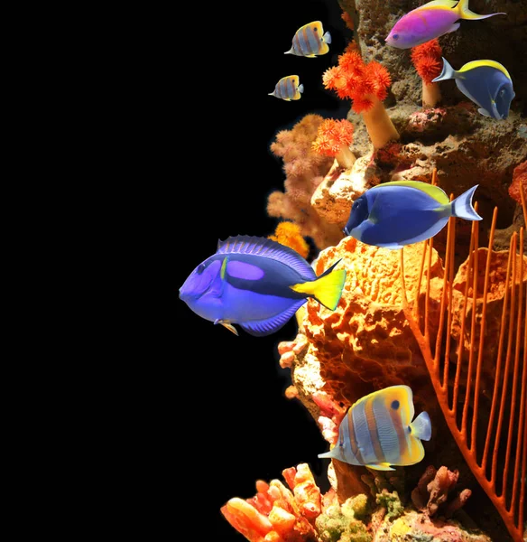 Unterwasserszene mit tropischen Fischen — Stockfoto