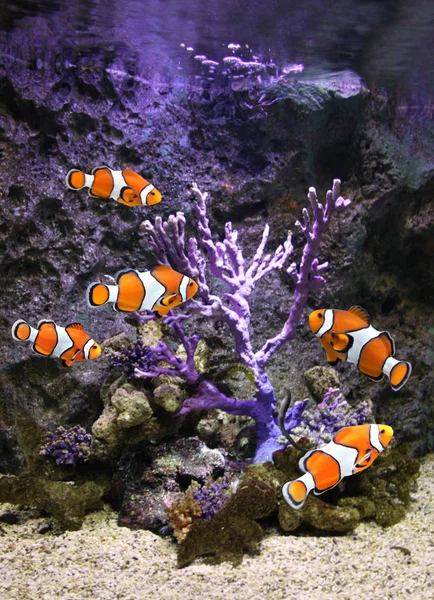Морські корали і клоунні риби — стокове фото
